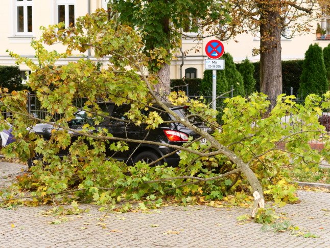 Un arbre tombé à Berlin. 