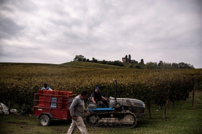 Un homme conduit un véhicule dans un champ de raisins Nebbiolo pendant les vendanges dans la campagne des Langhe à Barolo, dans le nord-ouest de l'Italie, le 18 octobre 2018. 