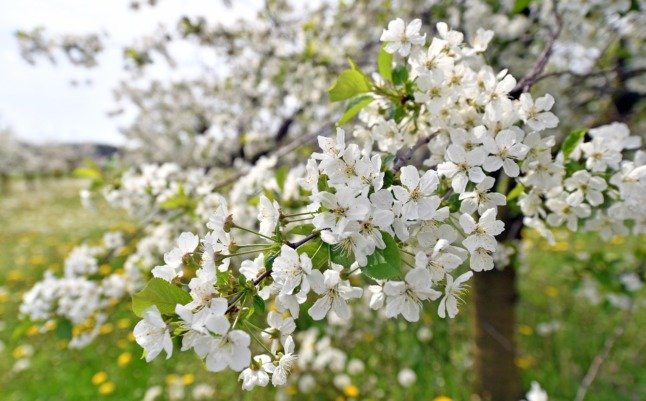 Un cerisier en fleurs en Thuringe.