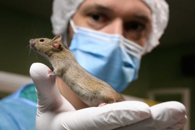 Un chercheur tient un rat utilisé pour des tests médicaux en Suisse. Les Suisses vont se rendre aux urnes pour discuter de l'interdiction des tests médicaux. Fabrice COFFRINI / AFP