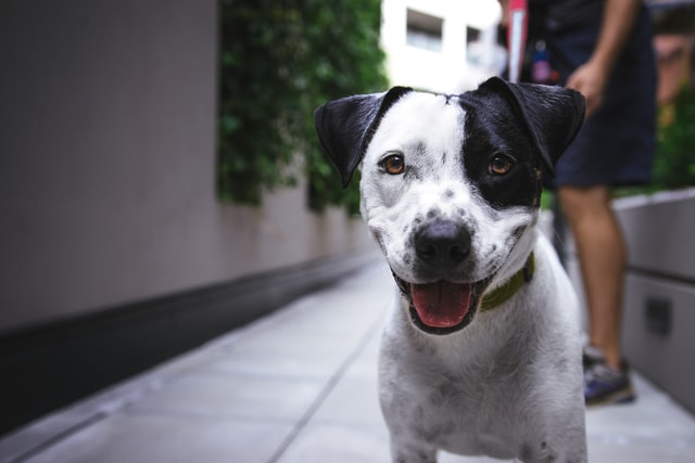 loi sur la protection des animaux en espagne