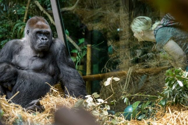 Bâle se prononcera sur l'octroi d'une série de droits fondamentaux aux primates, dont certains s'apparentent aux droits de l'homme. Photo : Fabrice COFFRINI / AFP