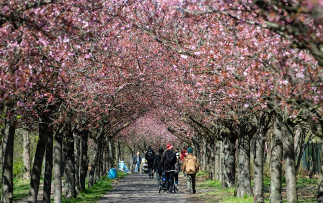 Cerisiers en fleurs à Berlin.