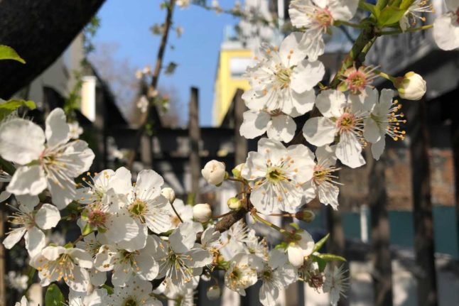 Le printemps est-il la plus belle saison de Vienne ? Image: Amanda Previdelli