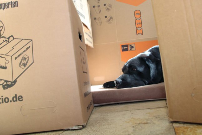 Boîtes pour chien et déménagement
