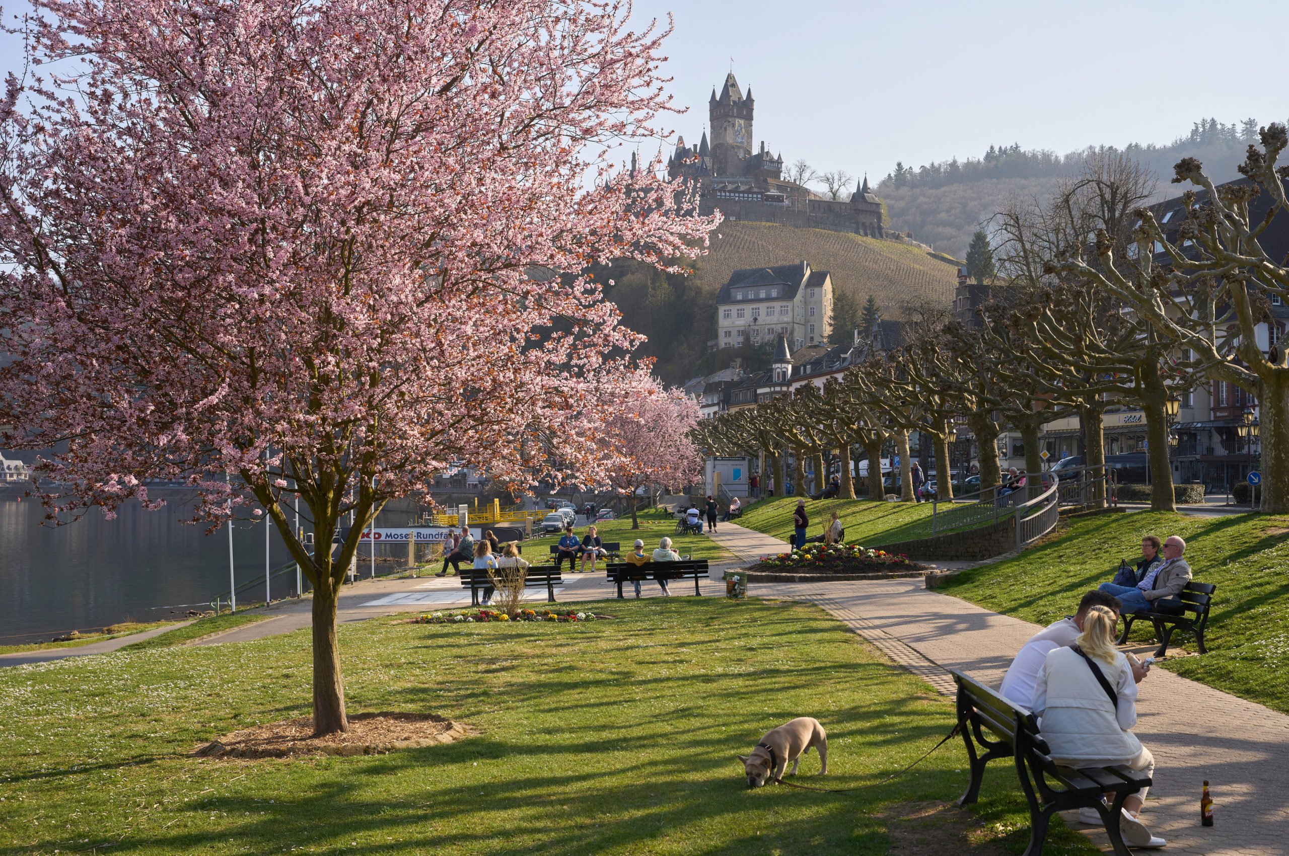 Les touristes s'assoient devant le Reichsburg à Cochem sur la Moselle. 