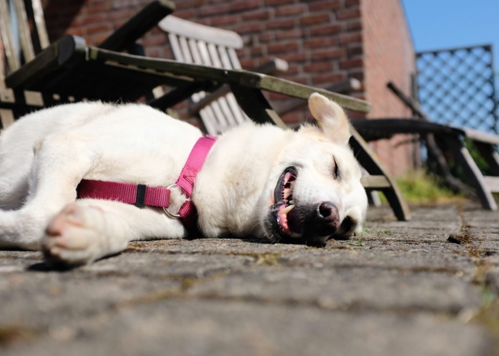 Un chien est allongé épuisé sur les pierres d'une terrasse par des températures estivales. 
