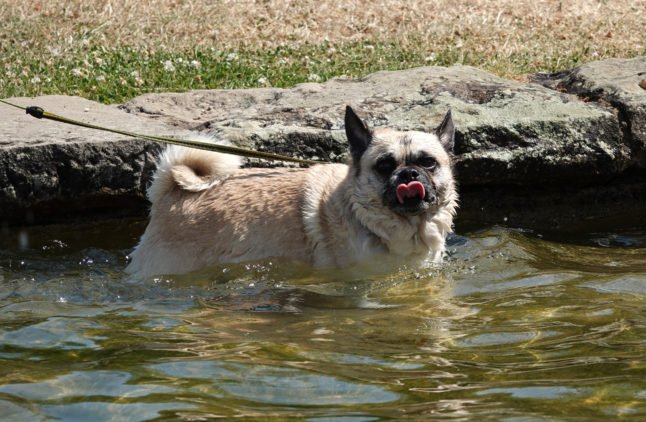 Un chien dans l'eau 