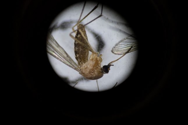 Un moustique de l'espèce Culex vu au microscope.