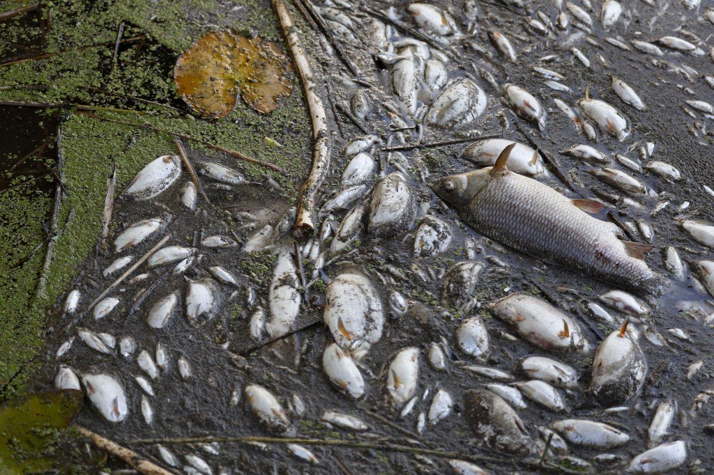 Des poissons morts sont photographiés sur les rives de la rivière Oder à Schwedt, en Allemagne orientale, le 12 août 2022.
