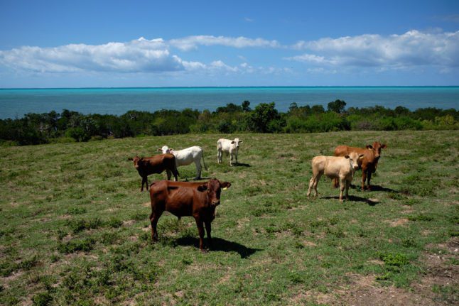 Le bétail renégat est l'un des défis auxquels vous pourriez être confronté dans l'Italie rurale.