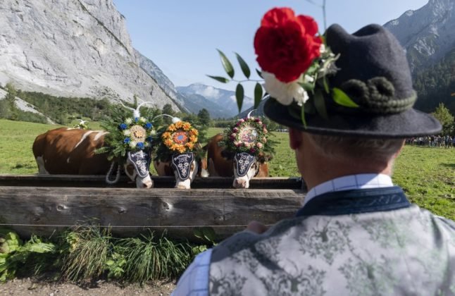 Les vaches suisses sont-elles vraiment transportées par avion depuis les Alpes après l'été ?