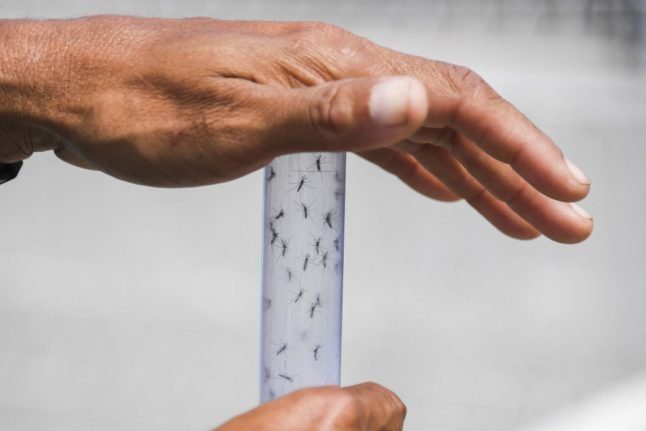 Des moustiques conservés dans un flacon alors que des expériences scientifiques sont menées dans un laboratoire brésilien.