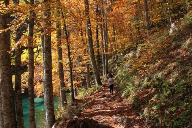 Il y a une abondance de friandises à cueillir sur le sol de la forêt italienne à l'automne. 