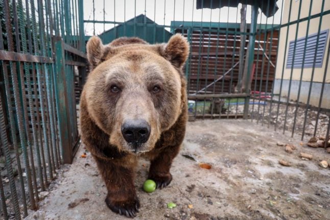Un sanctuaire autrichien va accueillir un ours brun albanais libéré.